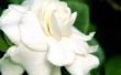 Hoe maak je olie uit Gardenia bloemen