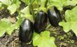 How to Grow aubergine