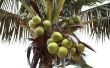 Toepassingen voor kokospalmen