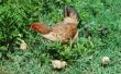 Wat Feed kippen als je uitgeput van kippenvoer