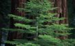 Redwood Trees voor het noordoosten