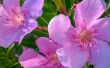 Hoe te snoeien en de verzorging van oleanders planten