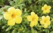 How to Grow Esperanza Yellow Bells