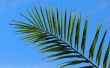 De betekenis van palmbladeren