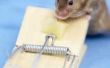 Hoe herken ik het verschil tussen een muis en een Rat