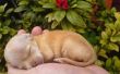 Hoe de zorg voor een Baby-Chihuahua