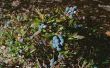 Een Blueberry heester met bruine bladeren