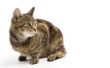 Hoe onderscheid maken tussen een Noorse Boskat, een Maine Coon kat & andere Boskatten