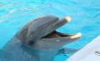 How to Save een bedreigde diersoort: dolfijnen