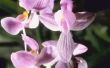 Wat Is de levensduur van een orchidee?