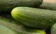 Hoe bewaart u komkommers voor beitsen