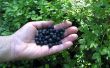 How to Grow Blueberry struiken