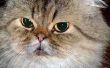 Over Betadine gebruik voor de behandeling van Ringworm bij katten