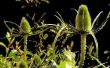 Het Effect van infrarood licht op plantengroei