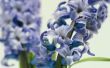 Zijn hyacinten giftig voor dieren?