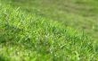 Hoe groen uw gras 's nachts