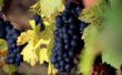 Hoe lang duurt het voor wijnstokken voor de productie van druiven?