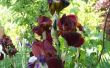 Metgezel planten voor Iris planten
