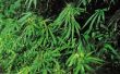 Hoe krijg ik een licentie om marihuana in Californië te kweken
