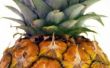 Hoe te identificeren van een rijpe ananas