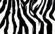 Hoe te schilderen van uw nagels Zebra Print