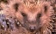 Huisdier Hedgehog Supplies voor huisvesting & zorg