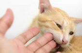 Antibiotische behandeling van kat beet wonden