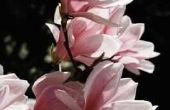 Magnolia boom ziekten met witte vlekken