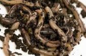Hoe om te doden van parasieten van de Aardworm