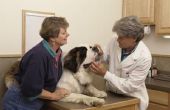 Hyperthyreoïdie symptomen bij honden