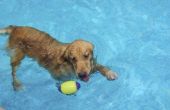 De gevolgen van een zwembad chloor voor honden