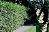 Hoe plant een natuurlijke Privacy hek met Privet Hedge planten