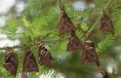 How to Keep vleermuizen uit een boom