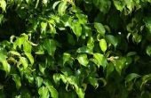 Hoe maak je een Ficus Hedge