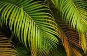 Hoe de zorg voor een Palm Plant