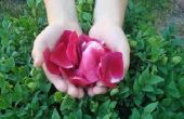 Hoe druk op Rose bloemblaadjes