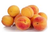 Hoe te snoeien abrikoos fruitbomen