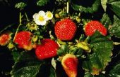 How to Grow Allstar aardbeien