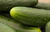 De uiteinden van de schoonheid van de komkommer