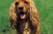Hoe de behandeling van een infectie in honden oren met Tea Tree etherische olie