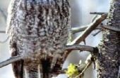 Hoe te houden een Great Horned Owl weg