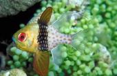 Zijn alle Cardinalfish mond kunstmoeders?