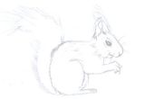 Hoe teken je een eekhoorn stapsgewijze