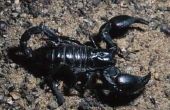 Hoe de zorg voor een Black Scorpion