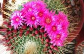 Verschillende soorten bloeiende Cactus