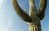 Hoe de zorg voor een Saguaro Cactus binnenshuis