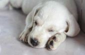 Hoe om te helpen een nieuwe pup slapen 's nachts