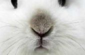 Het voorkomen van malocclusie bij konijnen