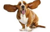Audio-frequenties die pijnlijk zijn voor honden