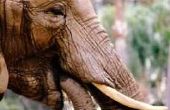 Wat voor soort Habitat hebben olifanten leven?